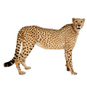 Gepard