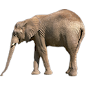 Elefant