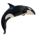 Orca