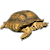 Schildkröte