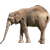 Elefant